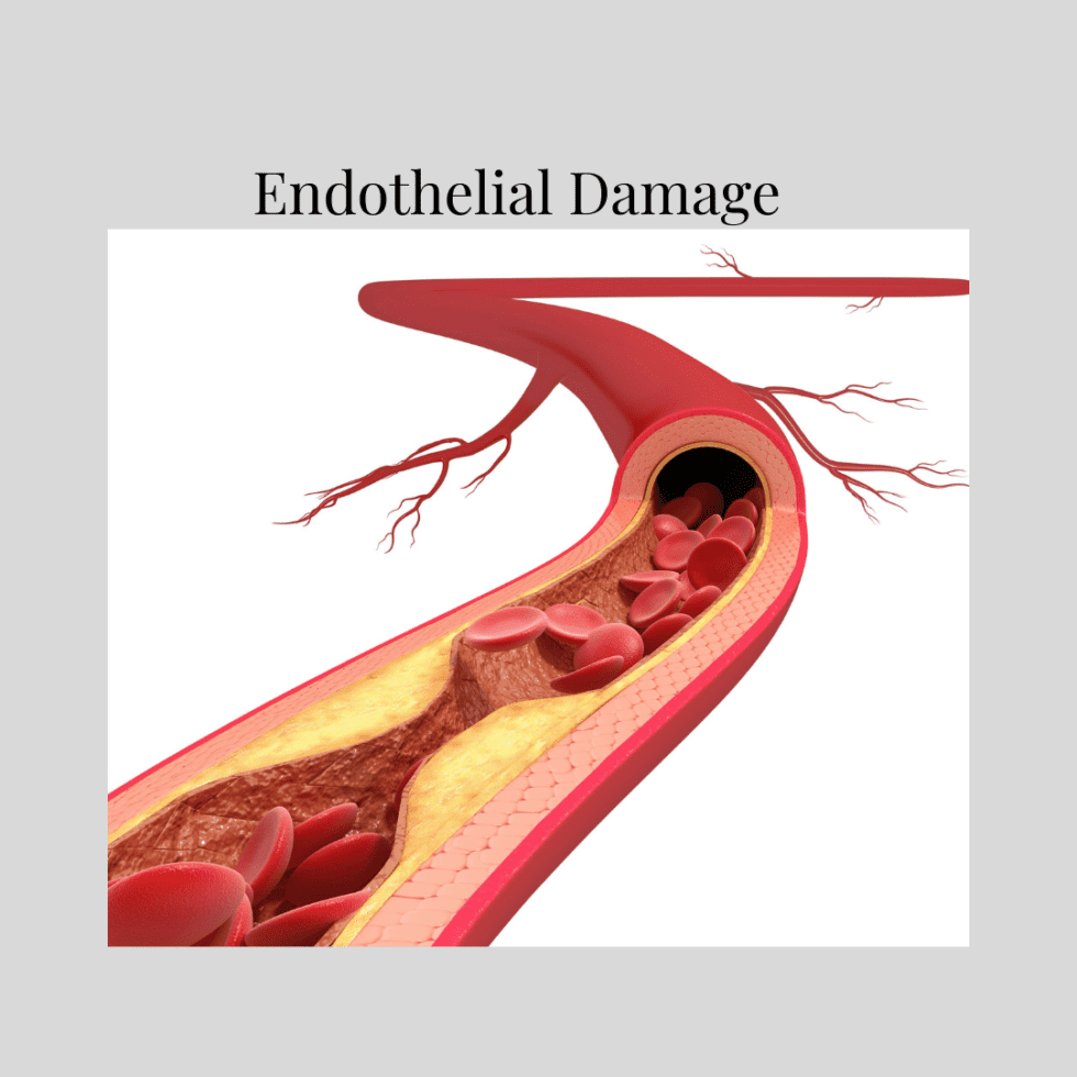 Endothelial Damage Why You Should Be Concerned Especially Now